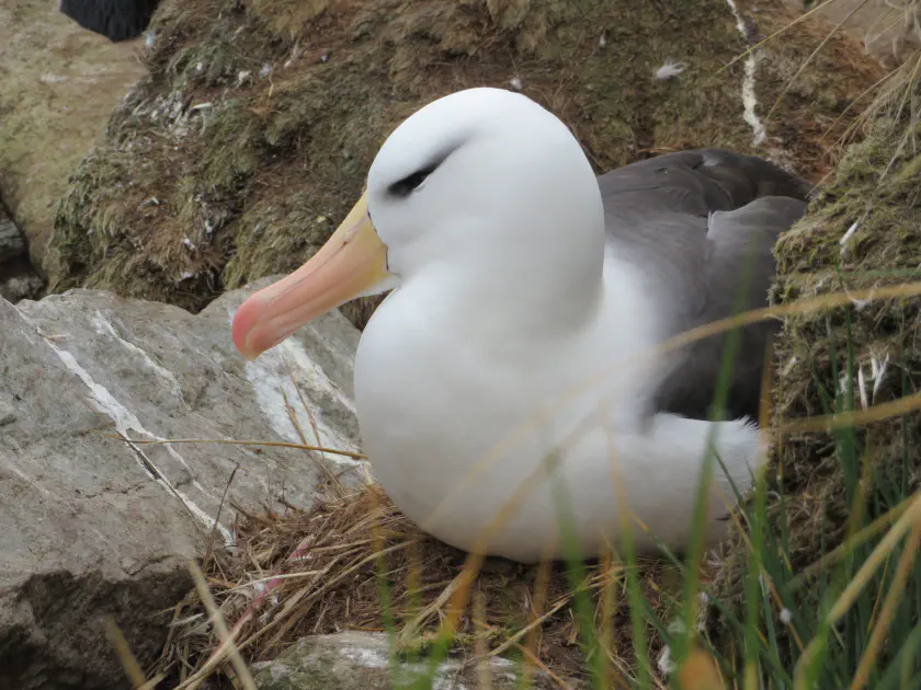 Albatros in Falkland Islands © croisiere-voyage.ca Albatross in Falkland Islands