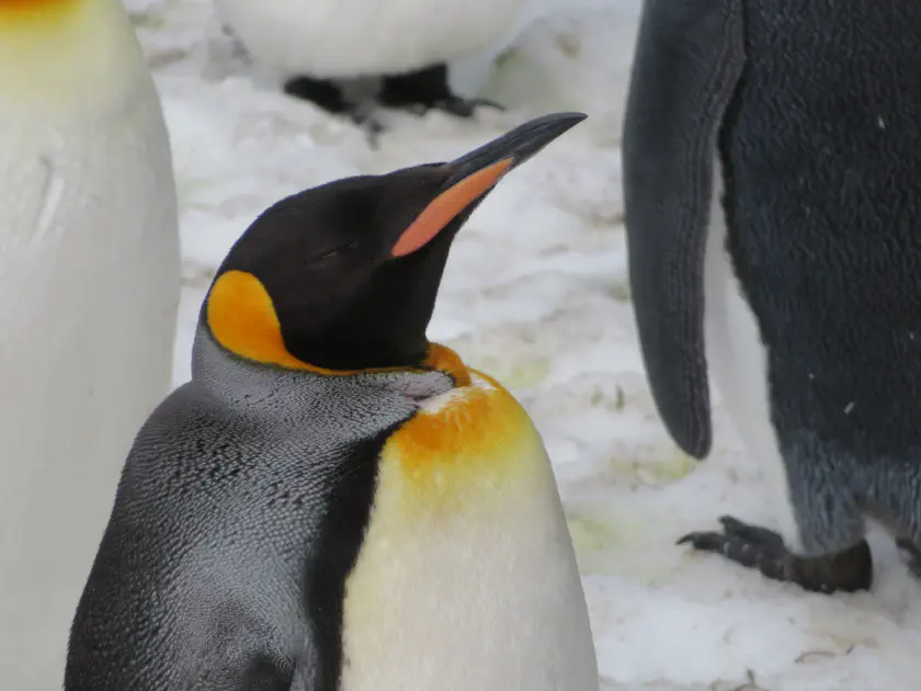King penguin in South Georgia © croisiere-voyage.ca King penguin in South Georgia