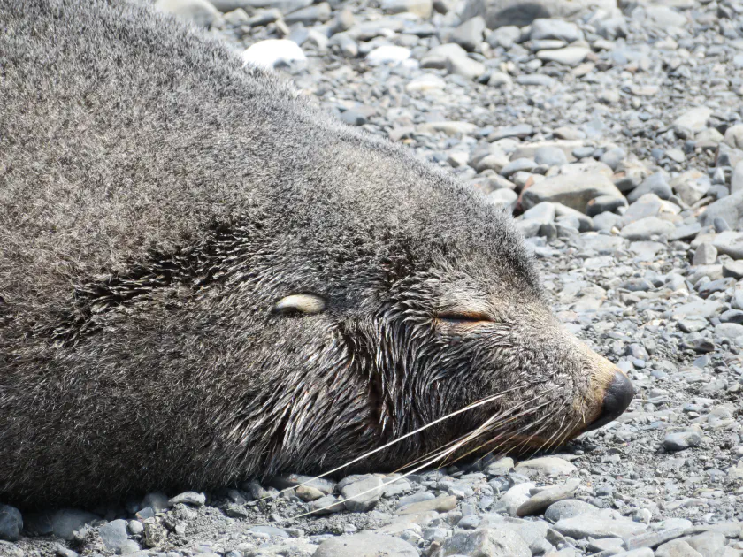Fur Seal © croisiere-voyage.ca Fur Seal